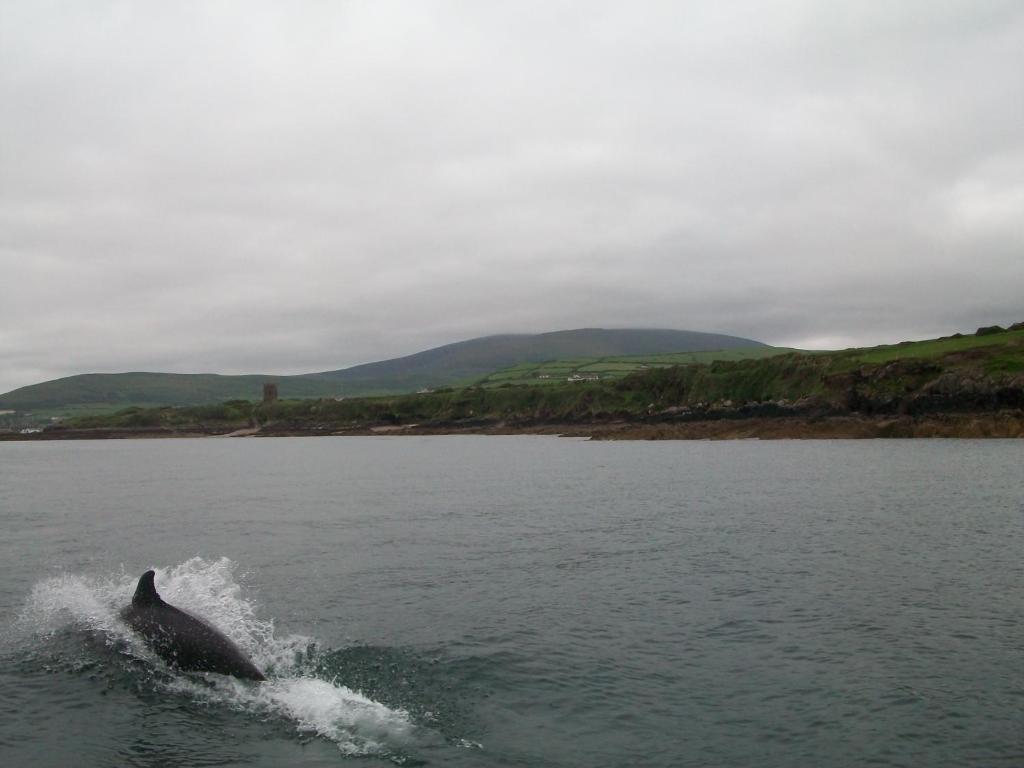 Fiuise B&B Dingle Eksteriør billede